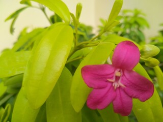 Pink ravenia flower 