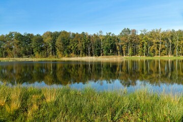 Fototapeta na wymiar Reflet de la forêt dans les eaux d'un des étangs de la réserve naturelle du domaine provincial de Bokrijk au Limbourg 