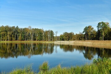 Reflet de la forêt dans les eaux d'un des étangs de la réserve naturelle du domaine provincial de Bokrijk au Limbourg 