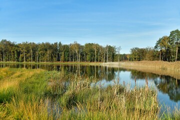 Zone de marécages et forêt à la réserve naturelle au domaine provincial de Bokrijk au Limbourg 