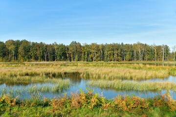 Zone de marécages et forêt à la réserve naturelle au domaine provincial de Bokrijk au Limbourg 