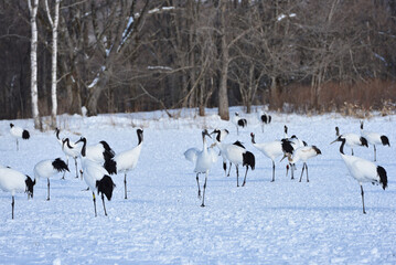 Obraz premium Bird watching, red-crowned crane, in winter