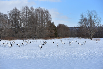 Bird watching, red-crowned crane, in
 winter