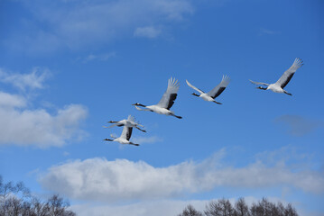 Bird watching, red-crowned crane, in
 winter
