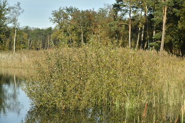 Les marais sauvages en automne à la réserve naturelle de Bokrijk au Limbourg 