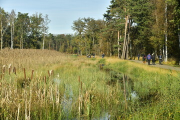 Les marais sauvages en automne à la réserve naturelle de Bokrijk au Limbourg 