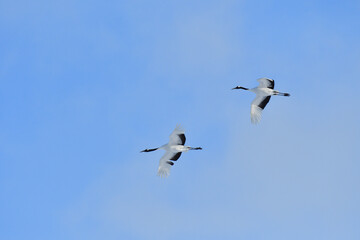 Fototapeta premium Bird watching, red-crowned crane, in winter