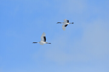 Fototapeta na wymiar Bird watching, red-crowned crane, in winter