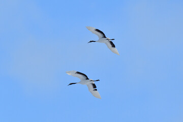 Bird watching, red-crowned crane, in
 winter