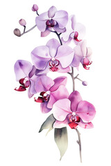 Fototapeta na wymiar Watercolor orchid, isolated on white background