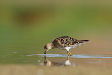 Shorebird - Philomachus pugnax, Ruff on spring time, migratory bird Poland Europe
