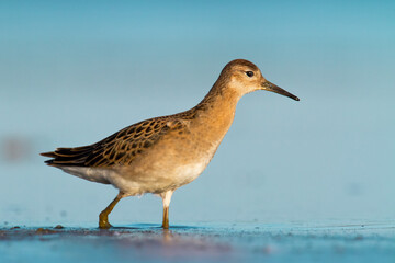 Shorebird - Philomachus pugnax, Ruff on spring time, migratory bird Poland Europe