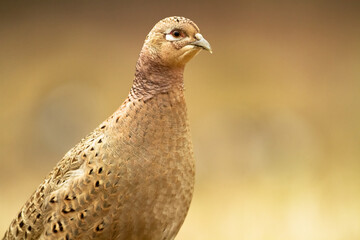 Bird - Common pheasant Phasianus colchius Ring-necked pheasant in natural habitat wildlife Poland Europe