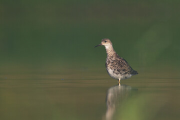 Shorebird - Philomachus pugnax, Ruff on spring time, migratory bird Poland Europe