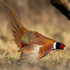 Bird - Common pheasant Phasianus colchius Ring-necked pheasant in natural habitat wildlife Poland Europe