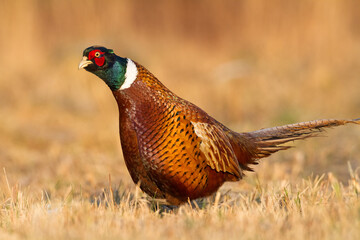 Bird - Common pheasant Phasianus colchius Ring-necked pheasant in natural habitat wildlife Poland Europe