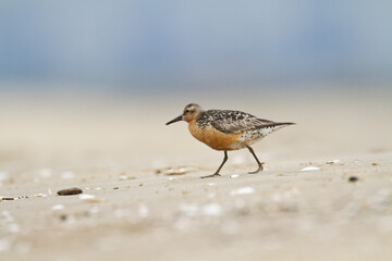 Shorebird - Calidris canutus, Red Knot on the Baltic Sea shore, migratory bird Poland Europe