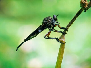 dragonfly on a green leaf