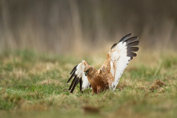 Flying Birds of prey Marsh harrier Circus aeruginosus, hunting time Poland Europe