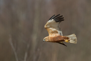 Flying Birds of prey Marsh harrier Circus aeruginosus, hunting time Poland Europe