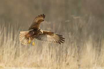 Flying Birds of prey Marsh harrier Circus aeruginosus, hunting time Poland Europe
