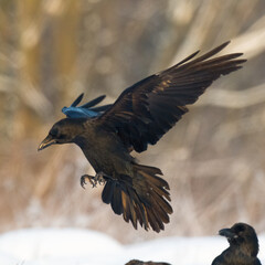 Bird beautiful raven Corvus corax North Poland Europe