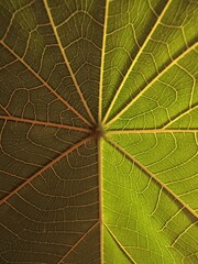 Macaranga tanarius, David's heart tree leaf