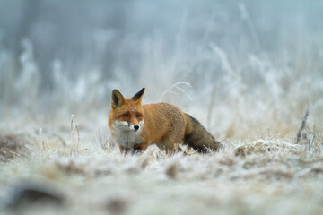 Fox Vulpes vulpes in autumn scenery, Poland Europe, animal walking among autumn meadow