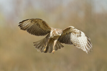 landing Common buzzard Buteo buteo in the fields in winter snow, buzzards in natural habitat, hawk bird on the ground, predatory bird close up winter bird