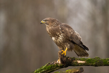 landing Common buzzard Buteo buteo in the fields in winter snow, buzzards in natural habitat, hawk...