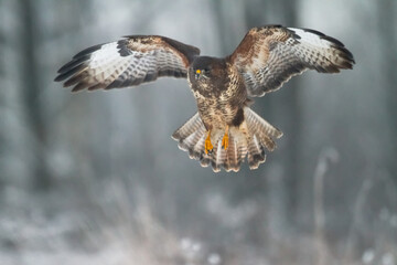 landing Common buzzard Buteo buteo in the fields in winter snow, buzzards in natural habitat, hawk bird on the ground, predatory bird close up winter bird