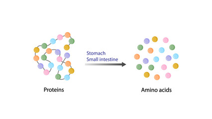 Nutrients, proteins. Digestive and absorption sites. Building units, Amino acids molecules. Scientific vector illustration.