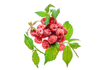 berries and raspberry branches