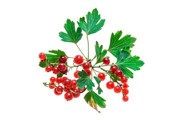 berries and branches of red currant