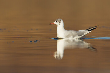 Bird black-headed gull Chroicocephalus ridibundus spring time Poland, Europe