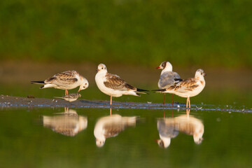 Bird black-headed gull Chroicocephalus ridibundus spring time Poland, Europe