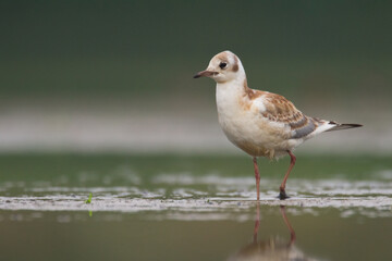 Bird black-headed gull Chroicocephalus ridibundus spring time Poland, Europe