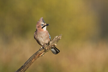 Bird Eurasian Jay Garrulus glandarius sitting on the branch Poland, Europe