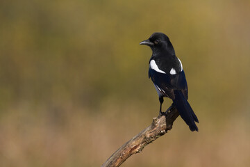 The Eurasian Magpie or Common Magpie or Pica pica on the branch with colorful background