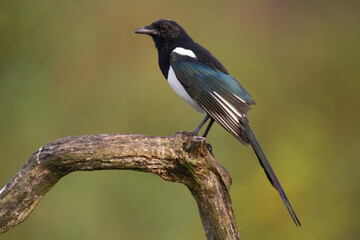 Fototapeta premium The Eurasian Magpie or Common Magpie or Pica pica on the branch with colorful background