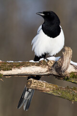 The Eurasian Magpie or Common Magpie or Pica pica on the branch with colorful background