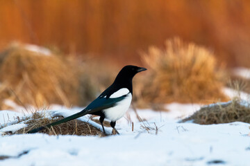 The Eurasian Magpie or Common Magpie or Pica pica on the branch with colorful background
