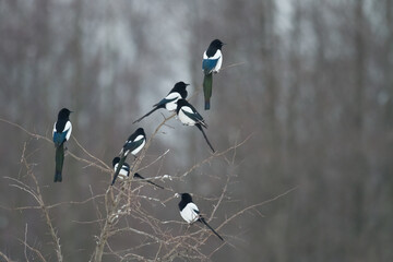 The Eurasian Magpie or Common Magpie or Pica pica on the branch with colorful background