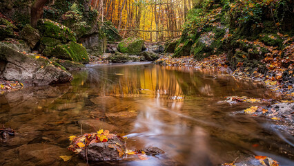 autumn forest stream