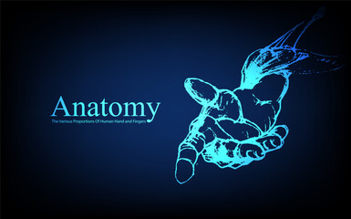 Human anatomy in front on x ray view. Anatomy human body connection, The Various Proportions Of Human Hand and Fingers, Vector hand drawn illustration