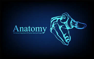 Human anatomy in front on x ray view. Anatomy human body connection, The Various Proportions Of Human Hand and Fingers, Vector hand drawn illustration