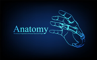 Human anatomy in front on x ray view. Anatomy human body connection, The Various Proportions Of Human Hand and Fingers, Vector hand drawn illustration