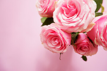 Beautiful pink roses on pink background. Mother's day, Rose day, Valentine's day and Woman's day flower background. 