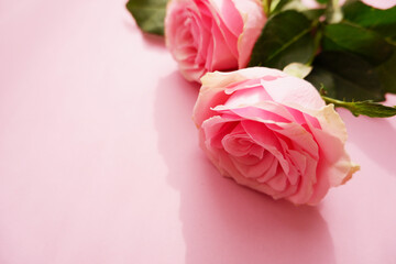 Beautiful pink roses on pink background. Mother's day, Rose day, Valentine's day and Woman's day flower background. 