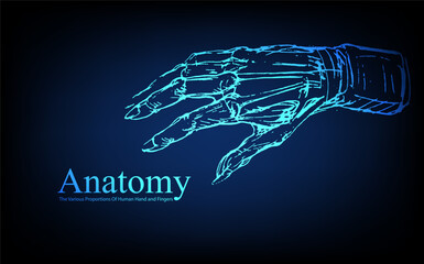 Human anatomy in front on x ray view. Anatomy human body connection, The Various Proportions Of Human Hand and Fingers, Vector hand drawn illustration